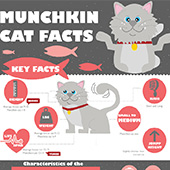 Have You Ever Heard Of A Munchkin Cat?