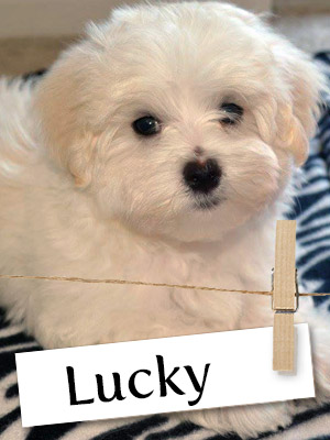 Have You Ever Met A Lucky Maltese?