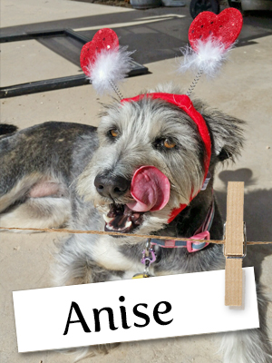 Have You Ever Met A Pooch Who Loves The Frozen Soundtrack?