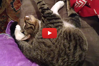 Have You Ever Seen A Cat Sleep Like This?!