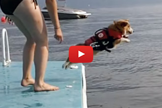 Have You Ever Seen A Corgi Do A Belly-Flop?