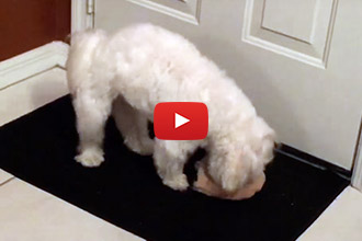 Have You Ever Seen A Dog Get THIS Excited Over A Squeaky Toy?