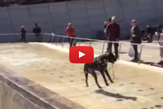 Have You Ever Seen A Dog Have This Much Fun In A Fountain?