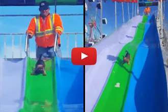 Have You Ever Seen A Yorkie Who Loves Slides?