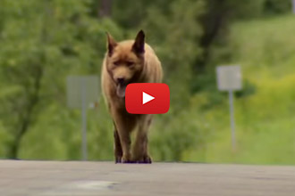 Have You Heard About Bruno?