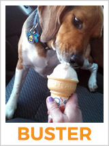 Have You Met Buster the Beagle?