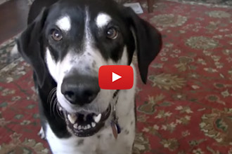 He Sure Has Alot To Say About The New Cat!