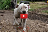 He Was Chained Up Outside A Trailer Park, Then His Rescuers Came!