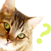 Health Quiz for Cats