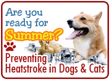 Heat Stroke in Dogs/Cats