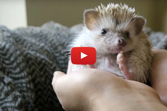 Here's To A Day In The Life Of A Hedgehog!