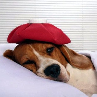 High Risk of Lyme For Dogs This Year