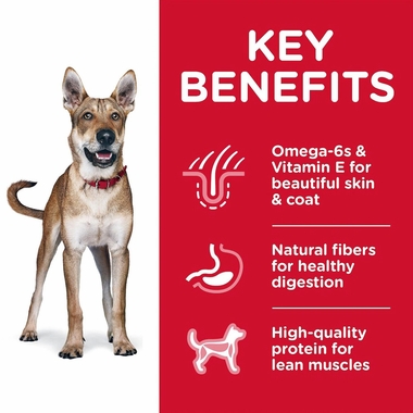 HILLS-SCIENCE-DIET-ADULT-CHICKEN-BARLEY-DRY-DOG-FD-5LB