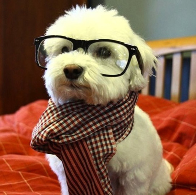 Hipster Dog