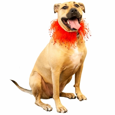 PARTYCOLLARREDRHINE8