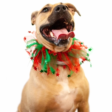 PARTY-COLLAR-XMAS-STARS-XSMALL