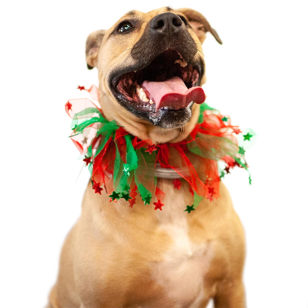 PARTY-COLLAR-XMAS-STARS-XSMALL