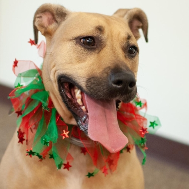 PARTY-COLLAR-XMAS-STARS-XSMALL