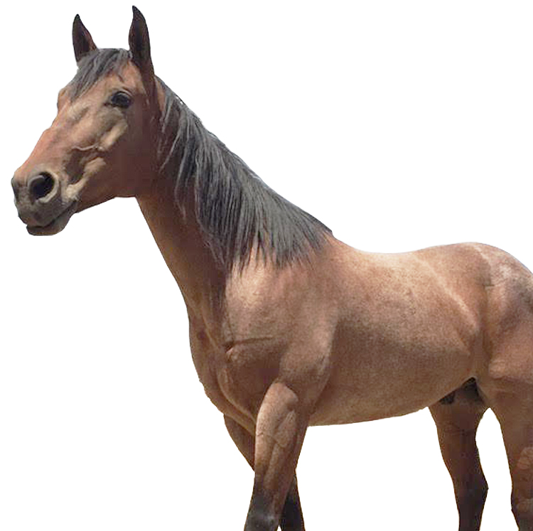 Horse & Livestock Products