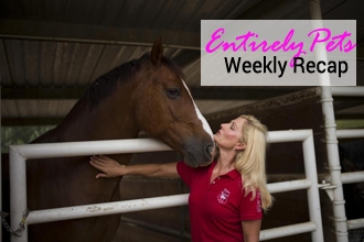 Horses Left Out to Pasture, Canine Companions Find a New Home, and Service Dog Fraud Is Met with Swift Justice: All This and More in The EntirelyPets Weekly Recap ( July 21-25, 2014)
