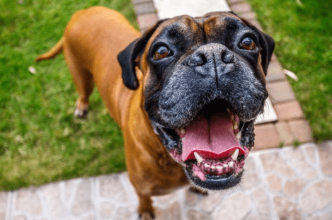 Hot Spots on Dogs: How to Treat Canine Dermatitis