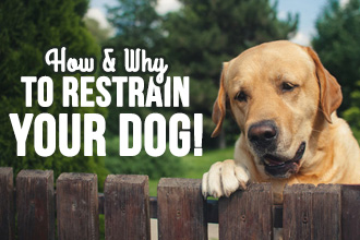  How and Why to Restrain Your Dog