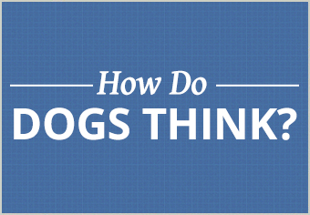 How Do Dogs Think?