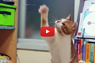 How Do You Make A Cat Clap?