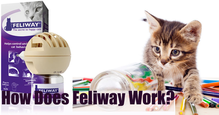 How Does Feliway Work?