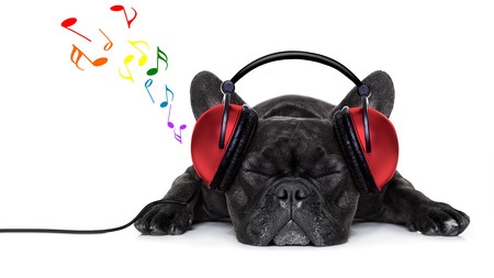 How Does Music Affect your Dog 