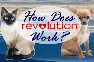 How Does Revolution Work?