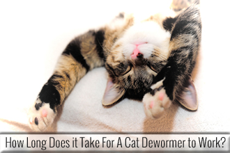 How Long Does it Take for A Cat Dewormer to Work?