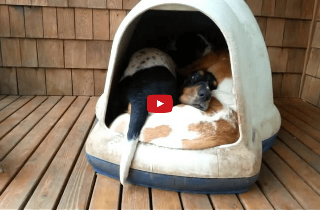 How Many Basset Hounds Can Fit in One Dog House? The Answer May Surprise You!!