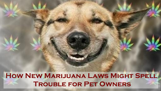 How New Marijuana Legislation Affects Pets and Owners