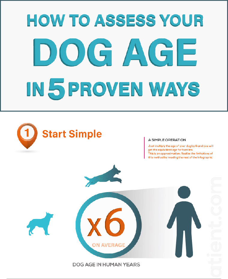 How Old Is My Dog?