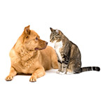 How Owning A Pet Has Changed My Life - Delenn Breedlove