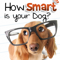 How Smart Is Your Dog?