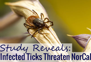 How Ticks Are Even More Dangerous Than You Think