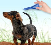How to Apply Flea & Tick Medication