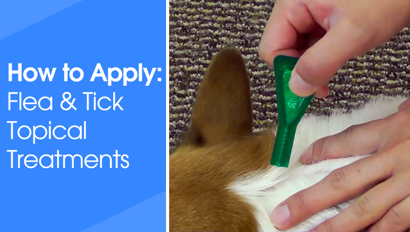 How to Apply Flea & Tick Topical Treatments