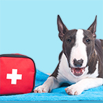 How To Assemble Your Pet's First Aid Kit