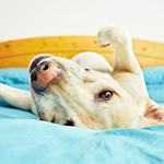 How To Bond With Your New Dog