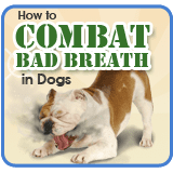 How to Combat Bad Breath in Dogs