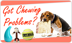 How To Deal With Chewing Problems