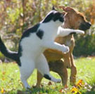 How To Deal with Pet Aggression