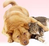 How To Get Your Dog To Get Along With Your Cat