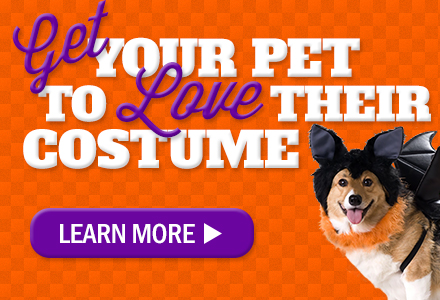How To Get Your Dog to Love Their Halloween Costume
