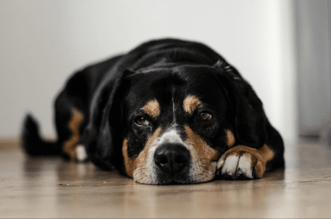 How to Help a Dog with Hip Dysplasia (Home Treatments)