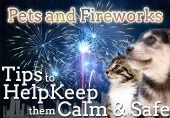 How To Help Pets Cope With Fireworks