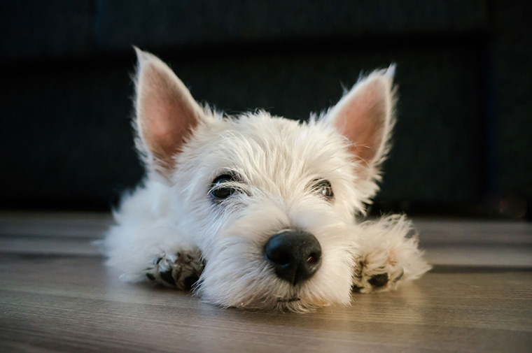 How To Keep A Clean Home When You Have Pets